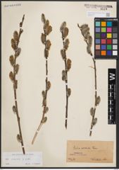 Foto von Salix cinerea L.